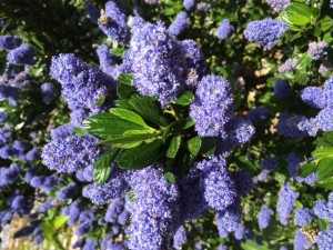 http://qigongeetong.fr/wp-content/uploads/2012/10/2015.05.19-abeilles-qigong-à-Galliera.jpg